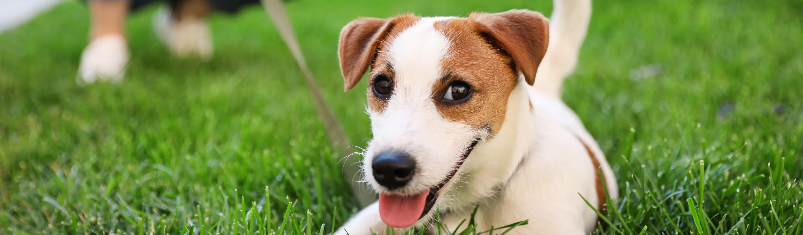 Jack russell sitting in the grass with his tongue out